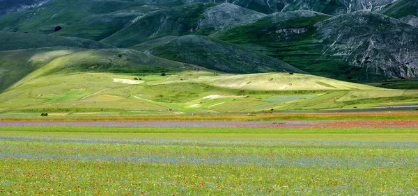 Piano Grande di Castelluccio (Italy) — Stock Photo, Image