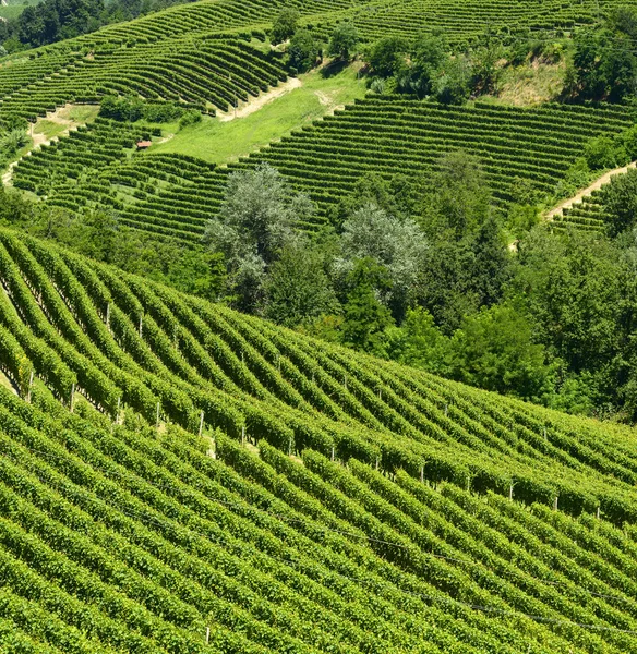 Καλοκαιρινό τοπίο σε langhe (Ιταλία) — Φωτογραφία Αρχείου