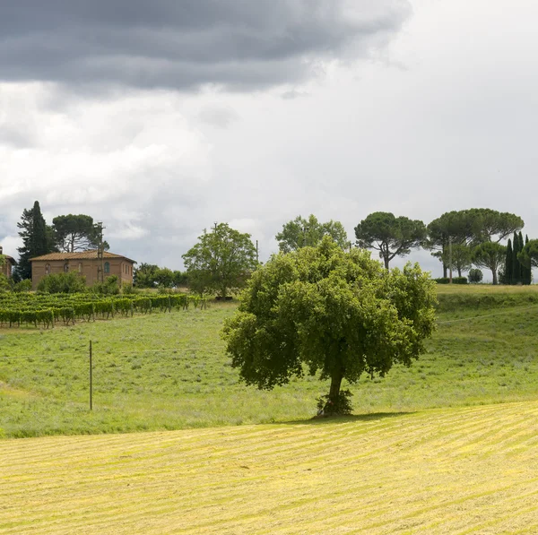 Montalcino (Τοσκάνη, Ιταλία) — Φωτογραφία Αρχείου