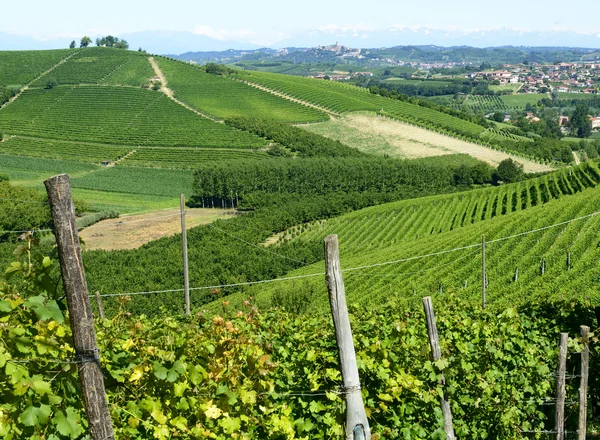 Krajobraz lato w langhe (Włochy) — Zdjęcie stockowe