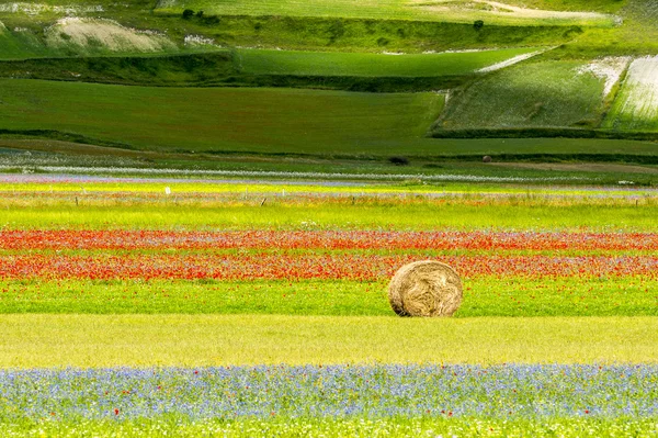 Piano Grande di Castelluccio (Italy) — Stock Photo, Image