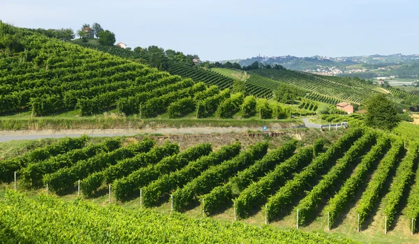 Zomer landschap in monferrato (Italië) — Stockfoto