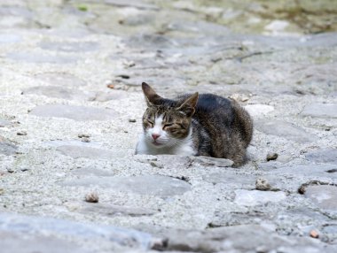 Toskana (İtalya uyuyan kedi)