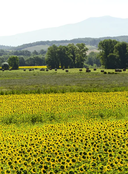 Maremma (Toskana, İtalya) — Stok fotoğraf