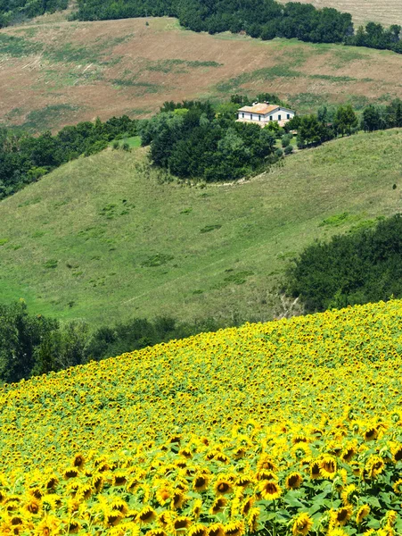 Paisaje de verano en Marcas (Italia) ) —  Fotos de Stock