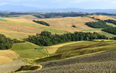 Girit senesi (Toskana, İtalya)