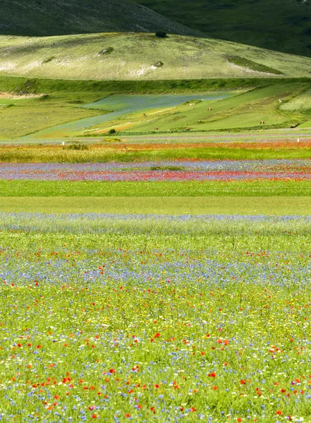 Piano Grande di Castelluccio (Italien) — Stockfoto