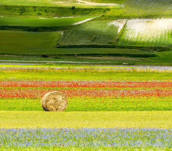 Piano grande di castelluccio (italien) — Stockfoto