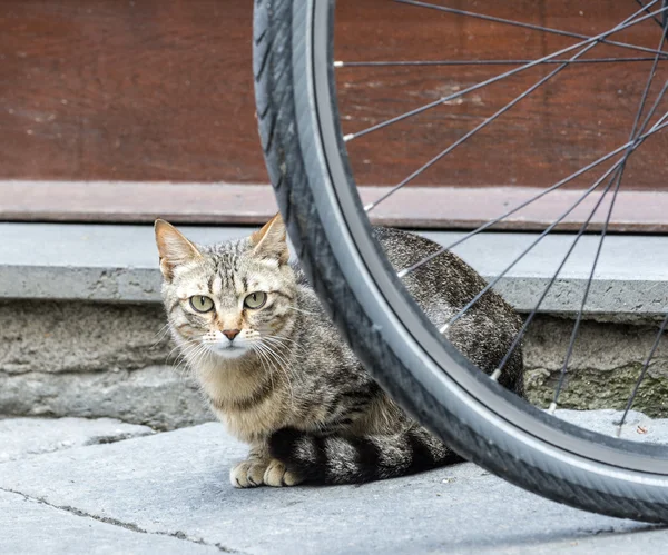 Bolsena (Itália): cat — Fotografia de Stock