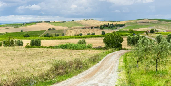 Montalcino (Tuscany, Italy) — Stock Photo, Image