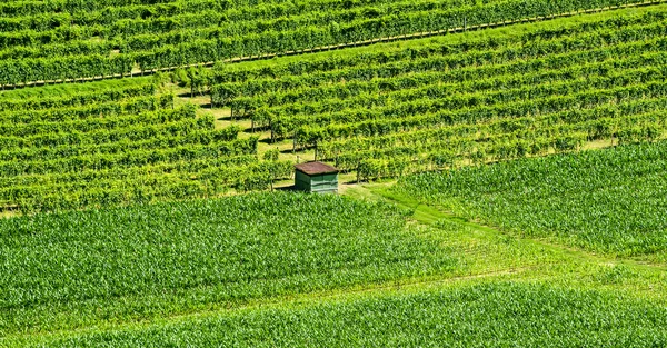 Летний пейзаж в Ланге (Италия) ) — стоковое фото