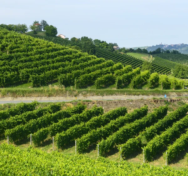 Zomer landschap in monferrato (Italië) — Stockfoto