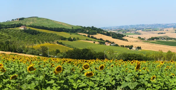 Sommaren landskapet i Marche (Italien) — Stockfoto