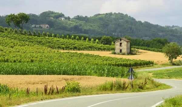 Summer landscape in Monferrato (Italy) — Stock Photo, Image