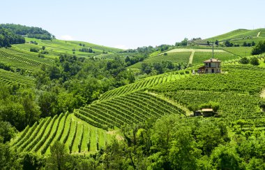 langhe (İtalya yaz peyzaj)