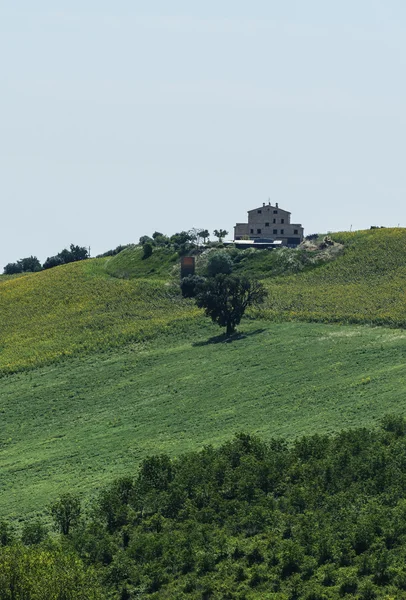 Sommaren landskapet i Marche (Italien) — Stockfoto