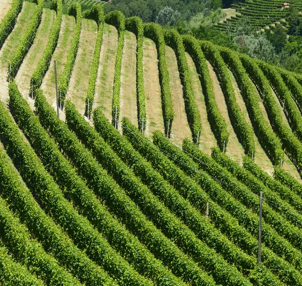 Paesaggio estivo nelle Langhe (Italia) ) — Foto Stock