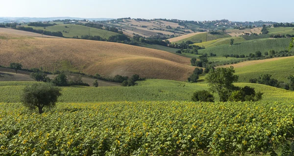 Marches (Italy): summer landscape — Stock Photo, Image