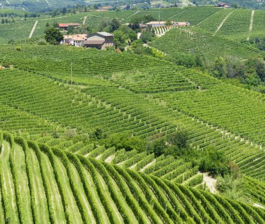langhe (İtalya yaz peyzaj)