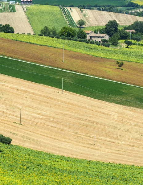 Sommaren landskapet i Marche (Italien) — Stockfoto