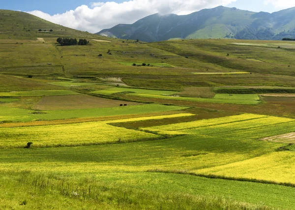 Piano Grande di Castelluccio (Włochy) — Zdjęcie stockowe