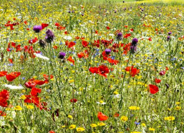 Piyano Grande di Castelluccio (İtalya)