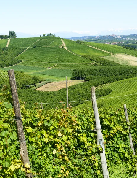 Paesaggio estivo nelle Langhe (Italia) ) — Foto Stock