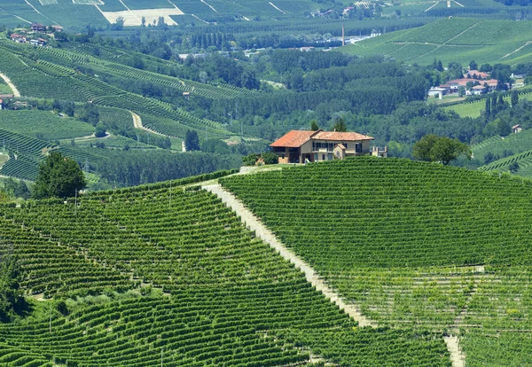 Krajobraz lato w langhe (Włochy) — Zdjęcie stockowe