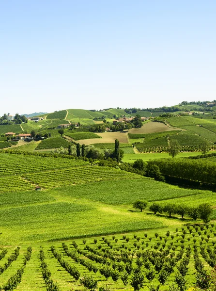 Krajobraz lato w langhe (Włochy) — Zdjęcie stockowe