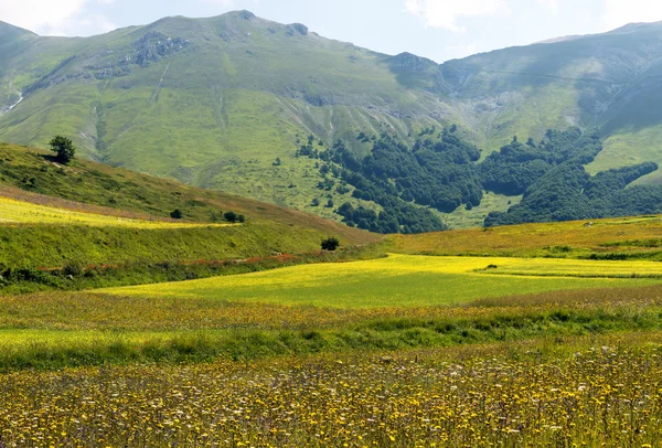 Piano Grande di Castelluccio (Italie) ) — Photo