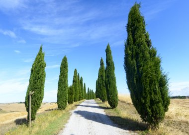 Girit senesi (Toskana, İtalya)