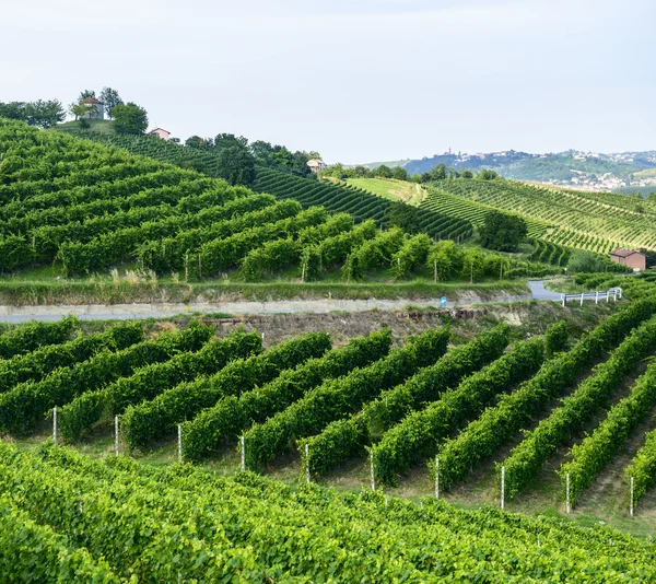 Krajobraz lato w monferrato (Włochy) — Zdjęcie stockowe