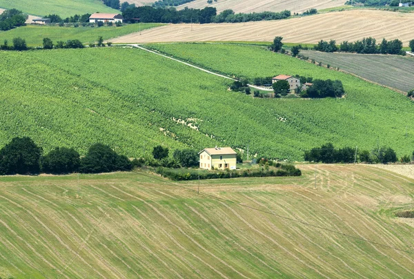 Sommaren landskapet i Marche (Italien) — Stockfoto