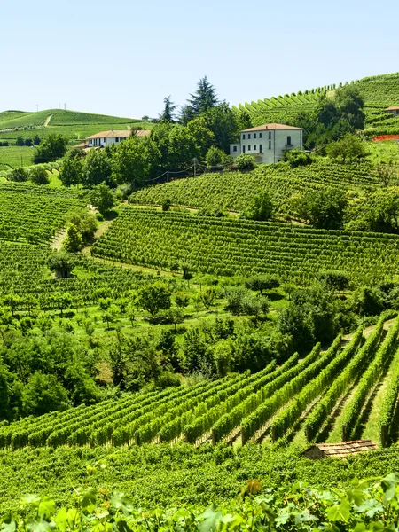 Paisaje de verano en Langhe (Italia) ) —  Fotos de Stock