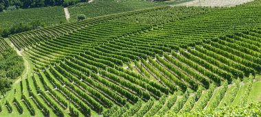 langhe (İtalya yaz peyzaj)