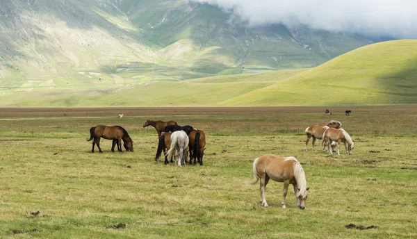 Piano Grande di Castelluccio (Italia) ) — Foto de Stock