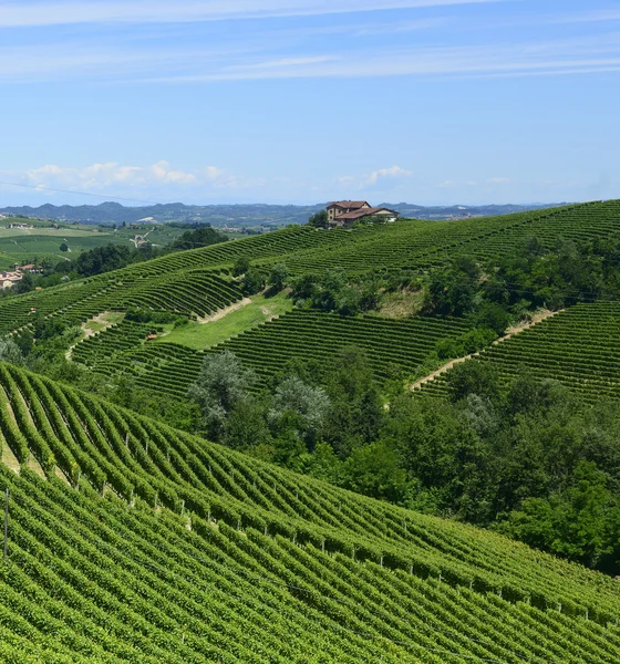 Letní krajina v langhe (Itálie) — Stock fotografie