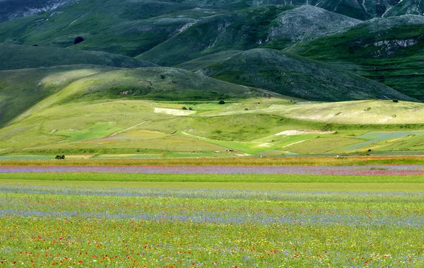 Piano Grande di Castelluccio (Italien) — Stockfoto