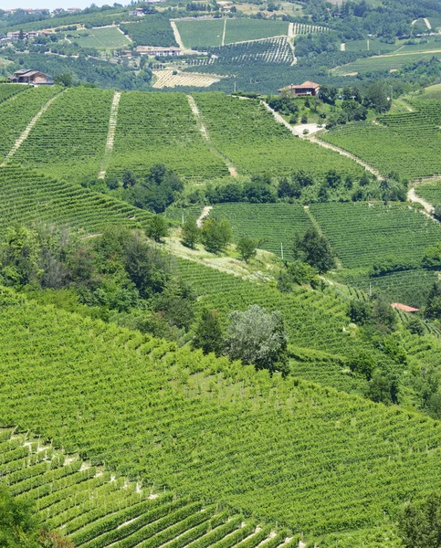 Paisagem de verão em Langhe (Itália ) — Fotografia de Stock