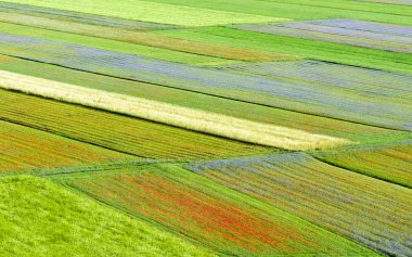 Piano Grande di Castelluccio (Italy) clipart