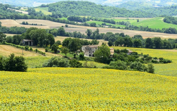 Marches (Italy): summer landscape — Stock Photo, Image