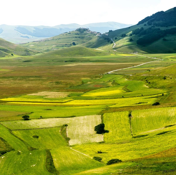 Piano Grande di Castelluccio (Itália) ) — Fotografia de Stock