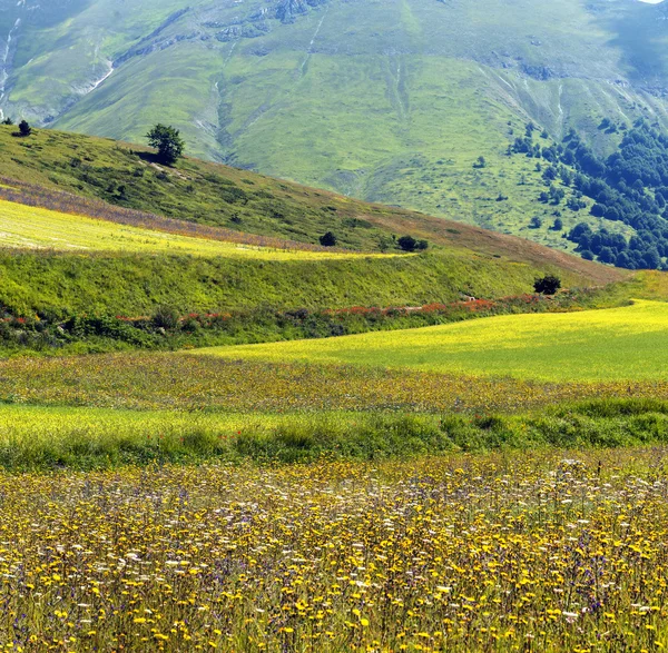 Piano Grande di Castelluccio (Italia) ) —  Fotos de Stock