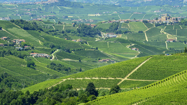 Summer landscape in Langhe (Italy)