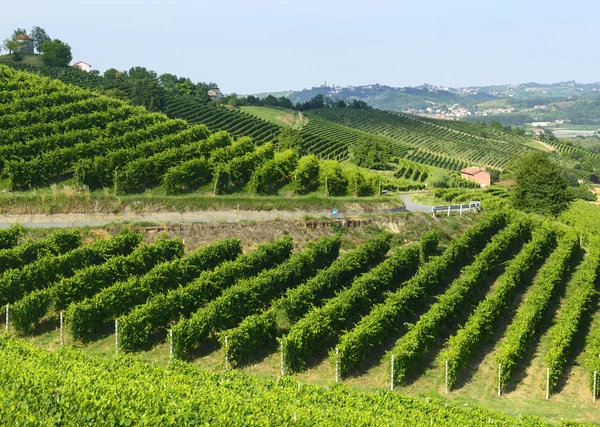 Sommar landskap i monferrato (Italien) — Stockfoto