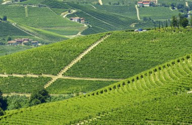 langhe (İtalya yaz peyzaj)