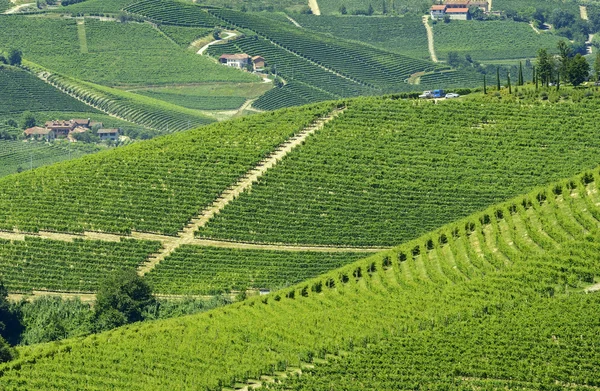 Letní krajina v langhe (Itálie) — Stock fotografie