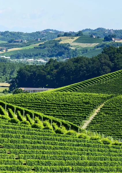 Krajobraz lato w langhe (Włochy) — Zdjęcie stockowe