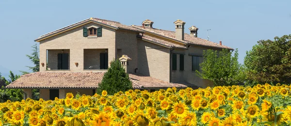 Summer landscape in Marches (Italy) — Stock Photo, Image