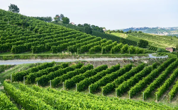 Paisaje de verano en Monferrato (Italia) ) — Foto de Stock